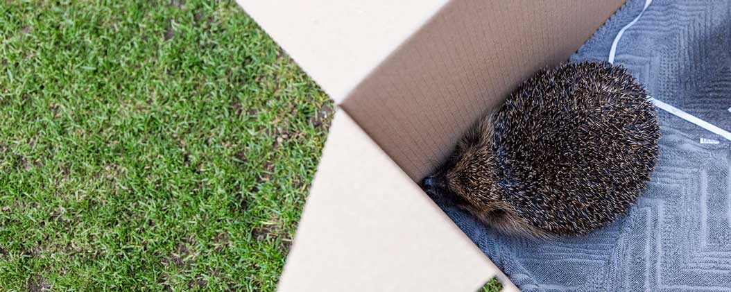 Hedgehog in a cardboard box