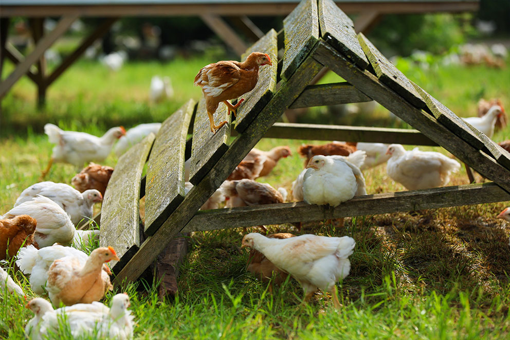 A flock of brown and white hens forage in a grassy field around a wooden A-frame shelter.