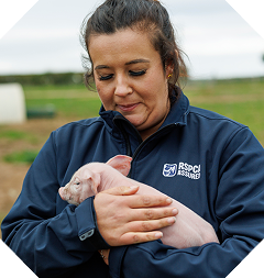 An RSPCA Assured Inspector holding a piglet