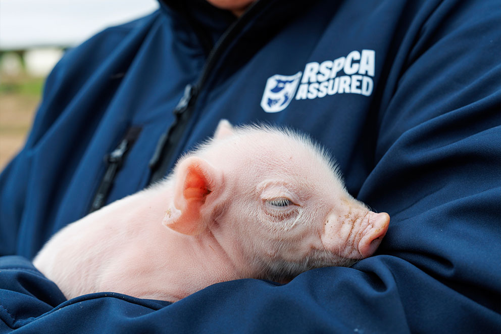 A person wearing a dark blue jacket with an RSPCA ASSURED logo gently holds a small pink piglet while they sleep peacefully.