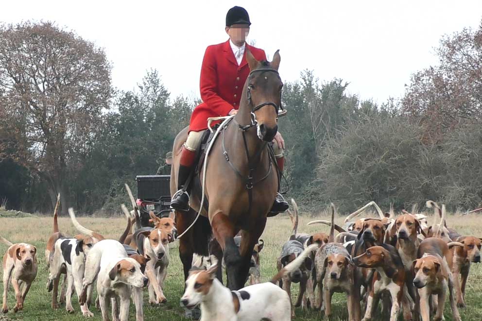 Mounted fox hunt with rider in red coat leading a pack of hounds across a field, illustrating traditional hunting practices involving chasing wild animals.