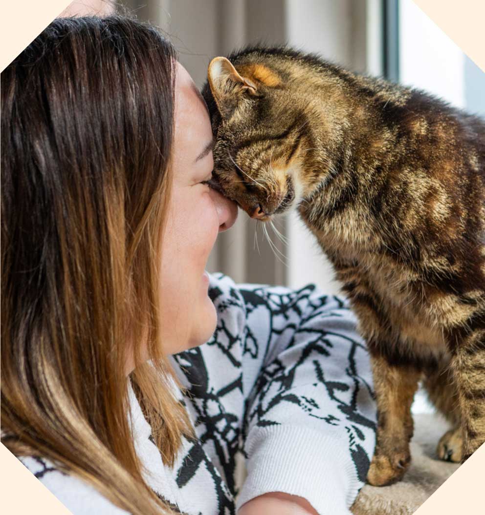 A brown tabby cat pressing their face lovingly onto their foster carer.