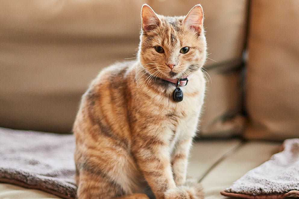 An orange and brown tabby cat with a pink collar sitting on a leather sofa.