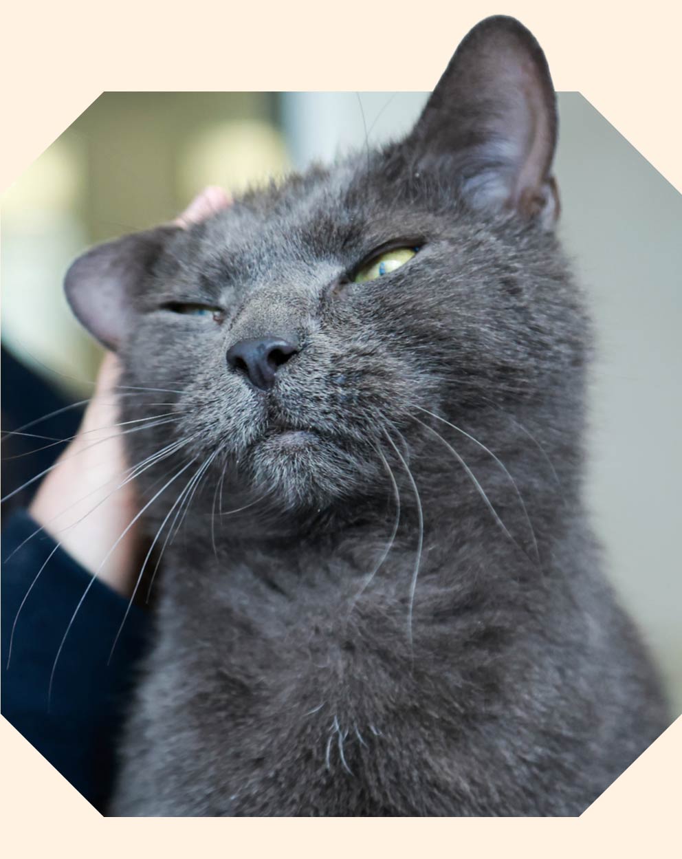 A grey British shorthair cat being pet behind the ear by their owner.