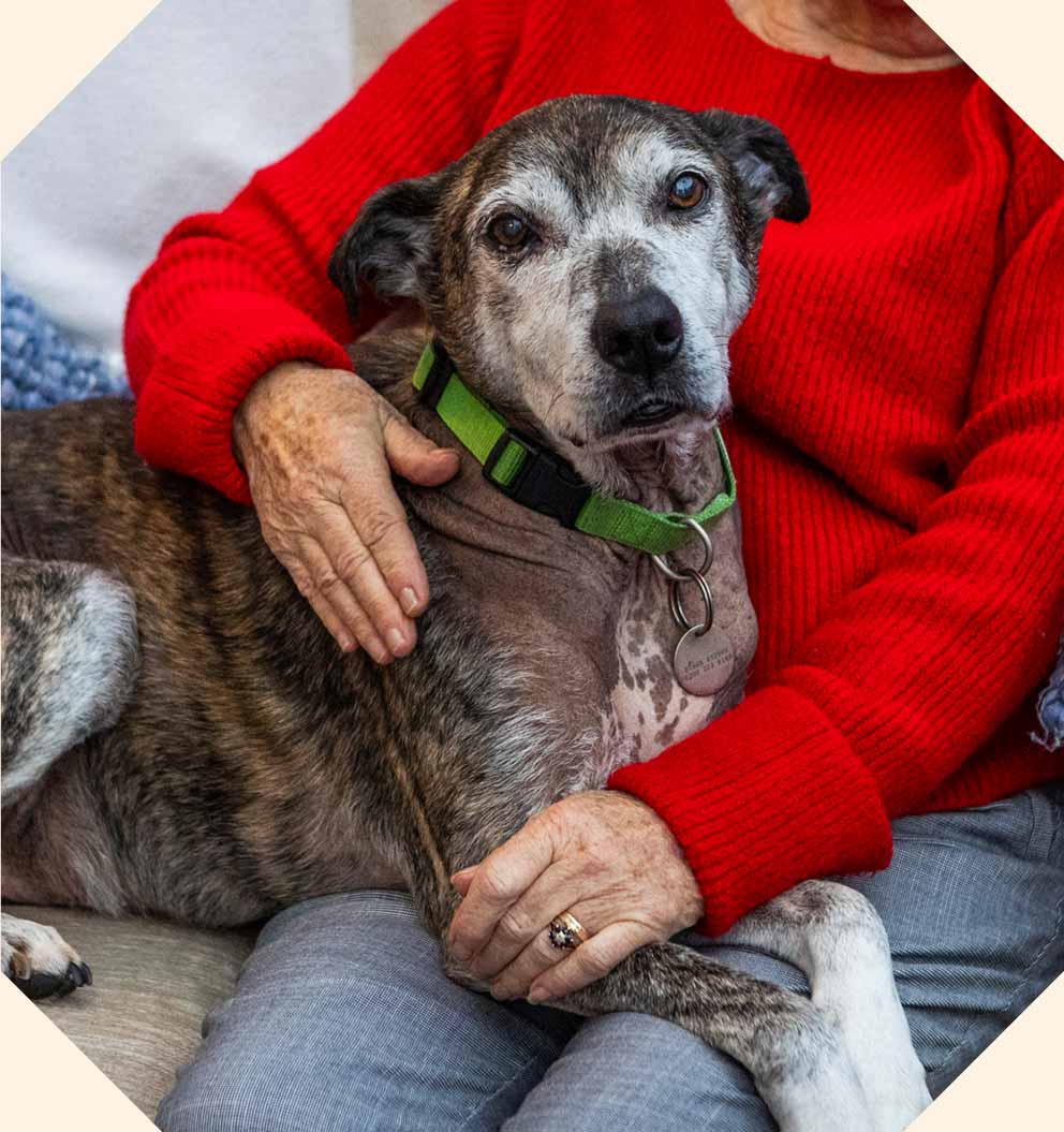 A large brown and grey mixed breed cuddling up to their owner on a sofa.