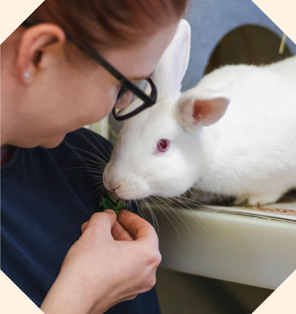 A white rabbit leaning out of their hutch to be hand fed by their foster carer.