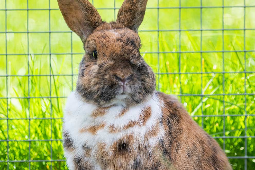 A brown and white rabbit in an outdoor run surrounded by green grass.