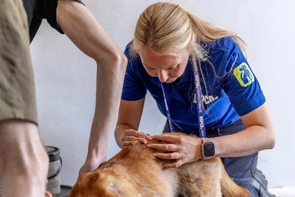 RSPCA staff member carefully removing a tick using a twist and lift technique from a dog’s fur while another person holds the dog steady.