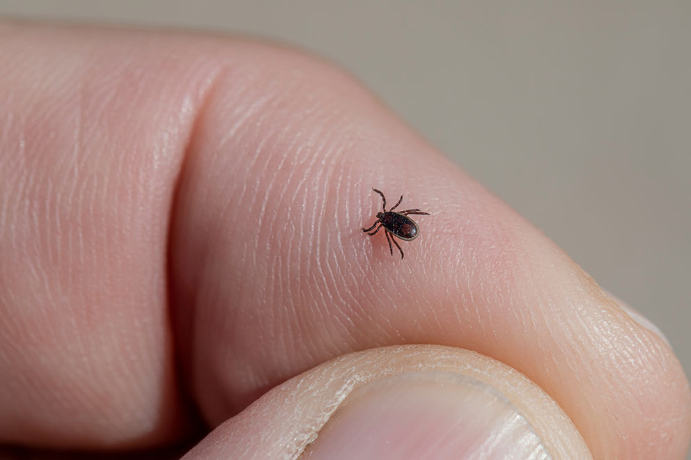 Tiny dark brown tick with a rounded body and eight thin legs, shown crawling on a person’s fingertip.