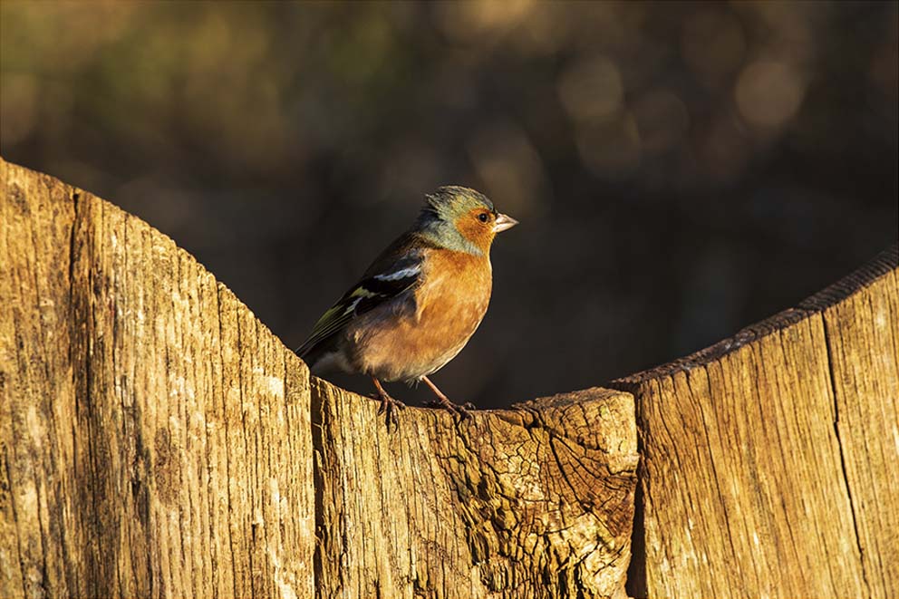 A chaffinch sitting on the back of a wooden bench in the sunlight.