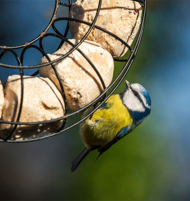 A blue tit perched on a round feeding station.