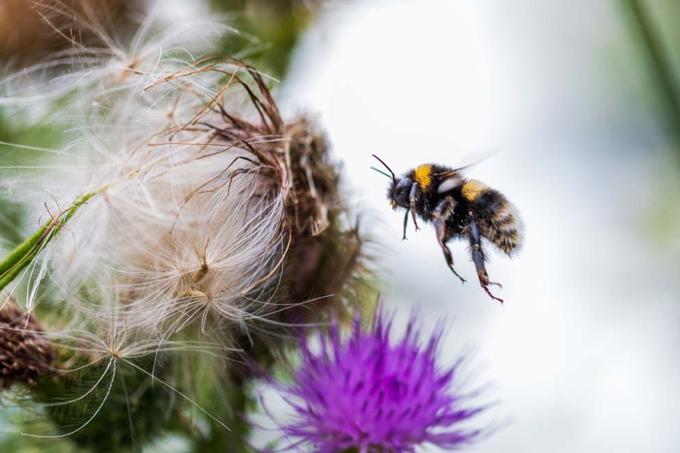 A honey bee flying beside purple and white milk thistle flowers.