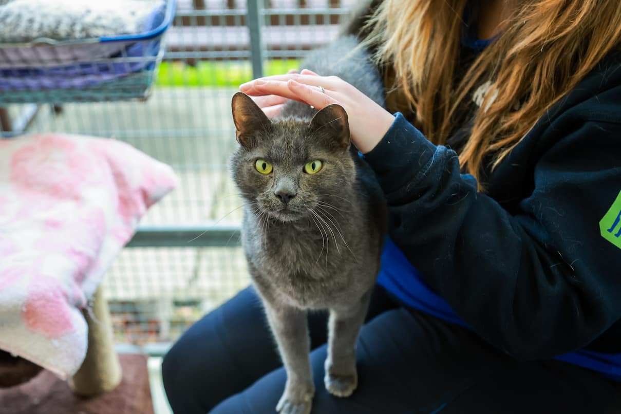 An RSPCA staff member petting a grey cat who is standing on her knee.