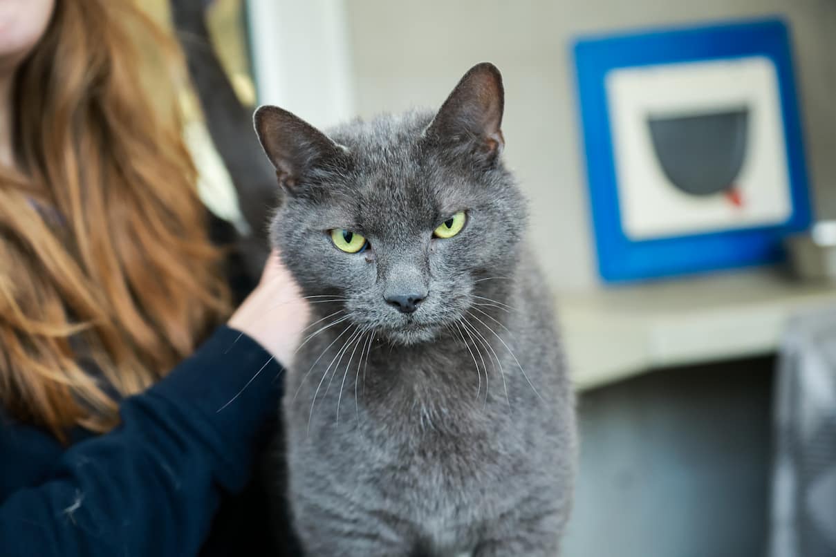 A dark grey cat with large yellow eyes.