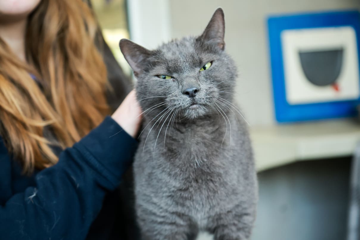 A grey cat being pet by an RSPCA staff member.