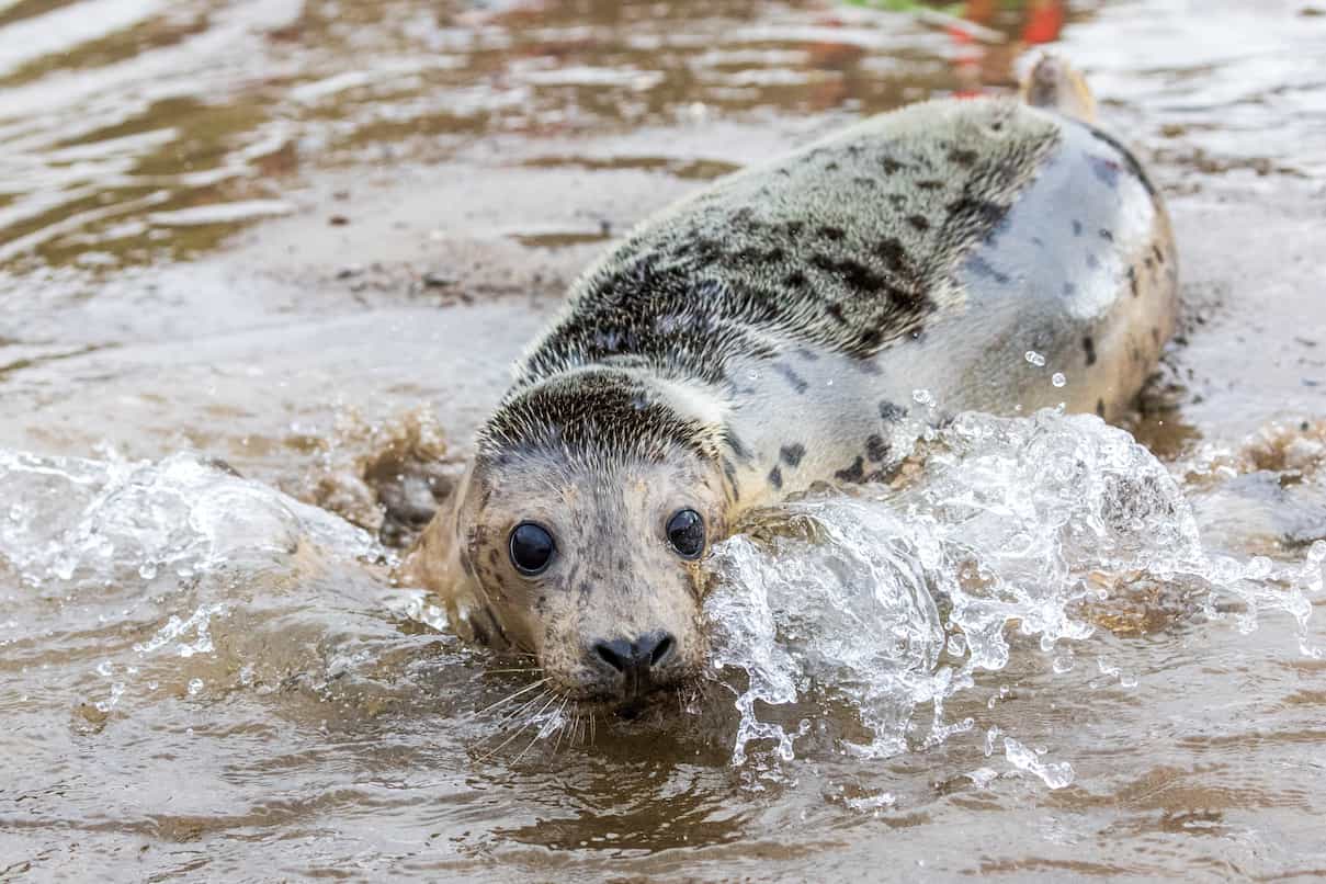A seal swimming in shallow seawater.