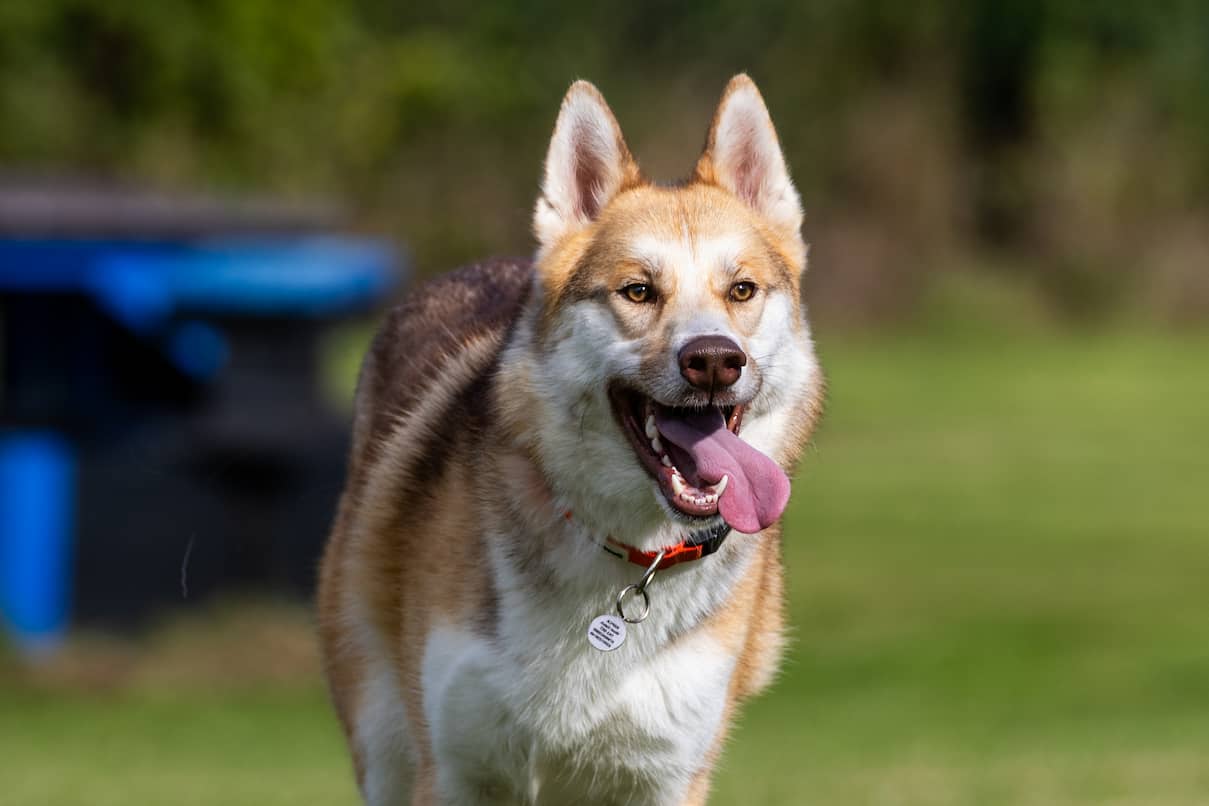A large fluffy husky with their tongue out running in a park
