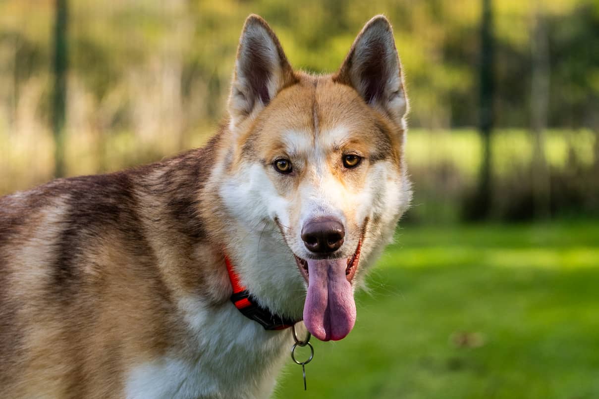 A large, light brown and white husky cross.
