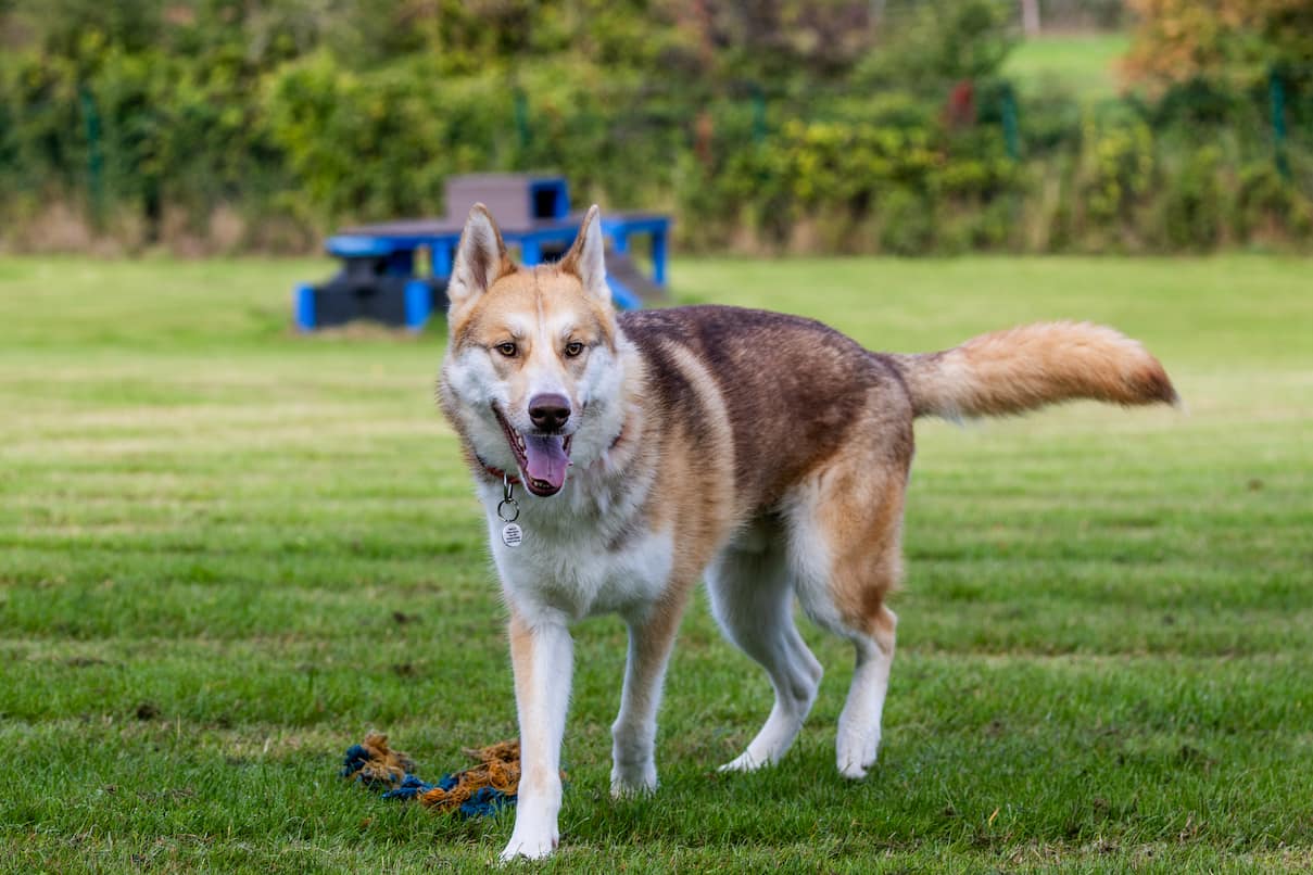 A large, light brown and white husky cross walking in an agility park.