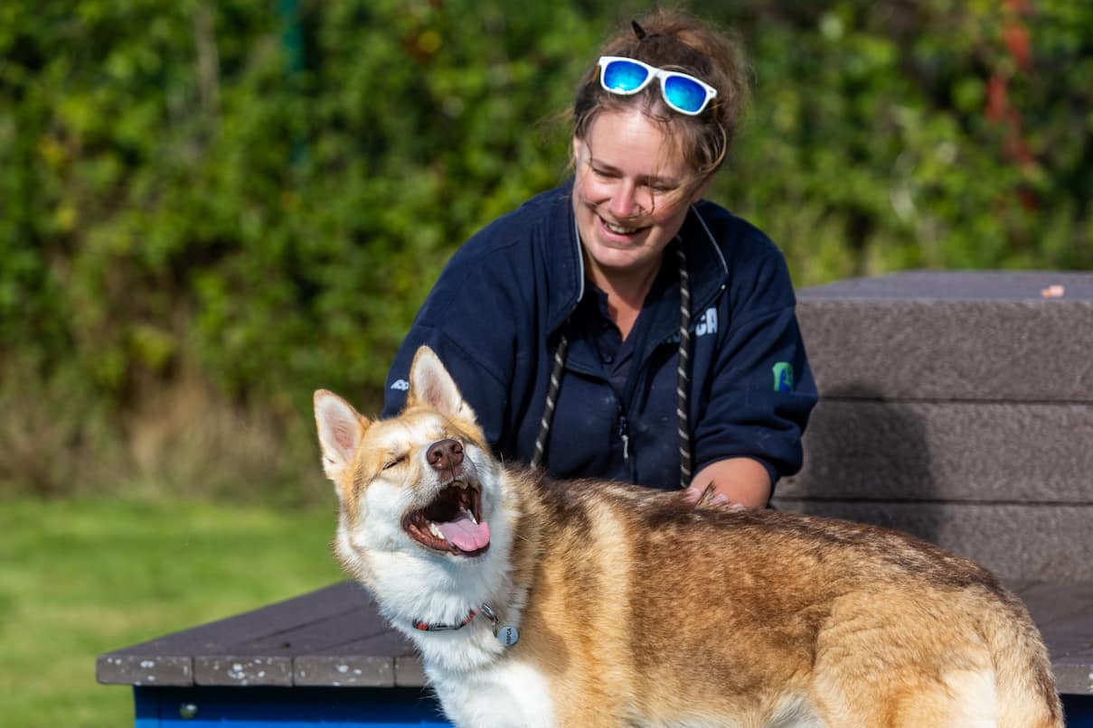 An RSPCA staff member petting a light brown and white husky cross.