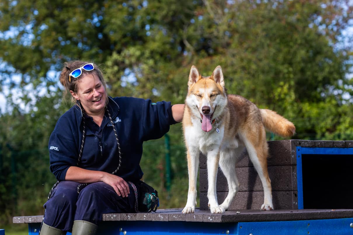 An RSPCA staff member sitting beside a light brown and white husky cross