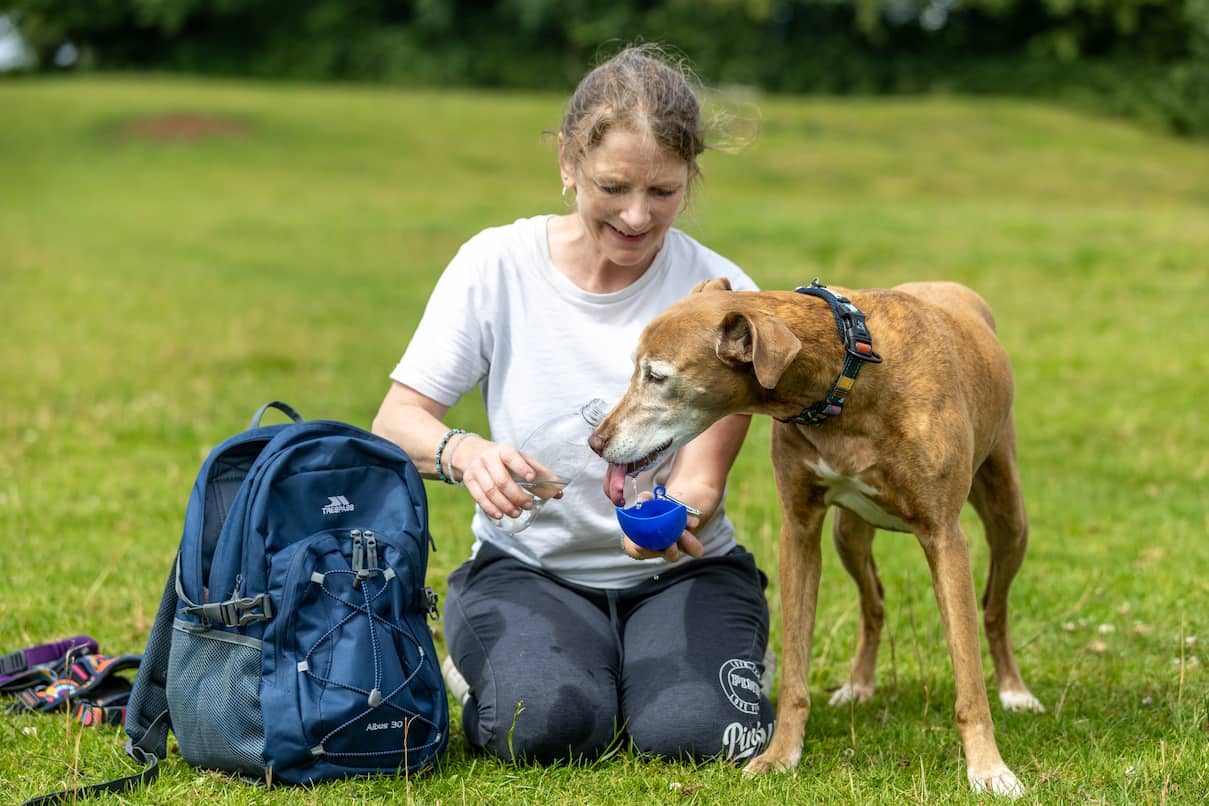 A large light brown and cream dog being fed water in a park by their owner.