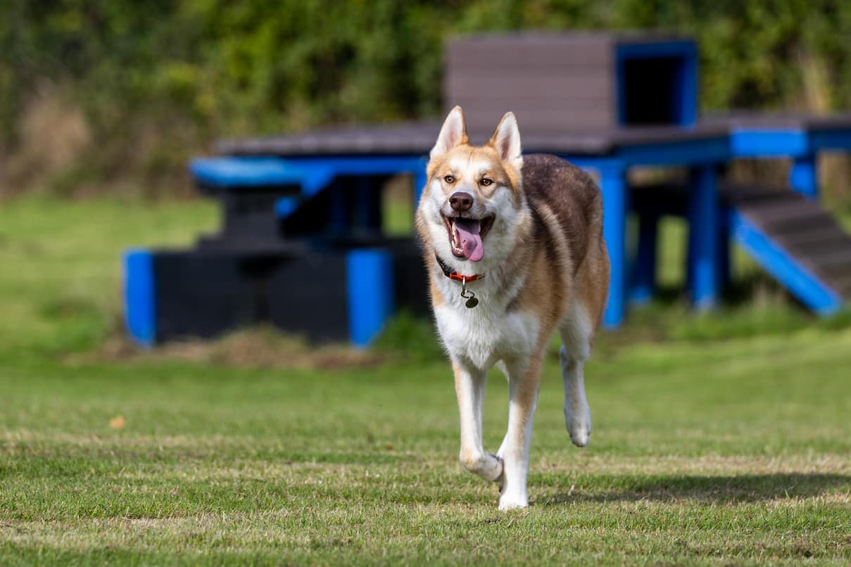 A large, light brown and white husky cross running in an agility park.