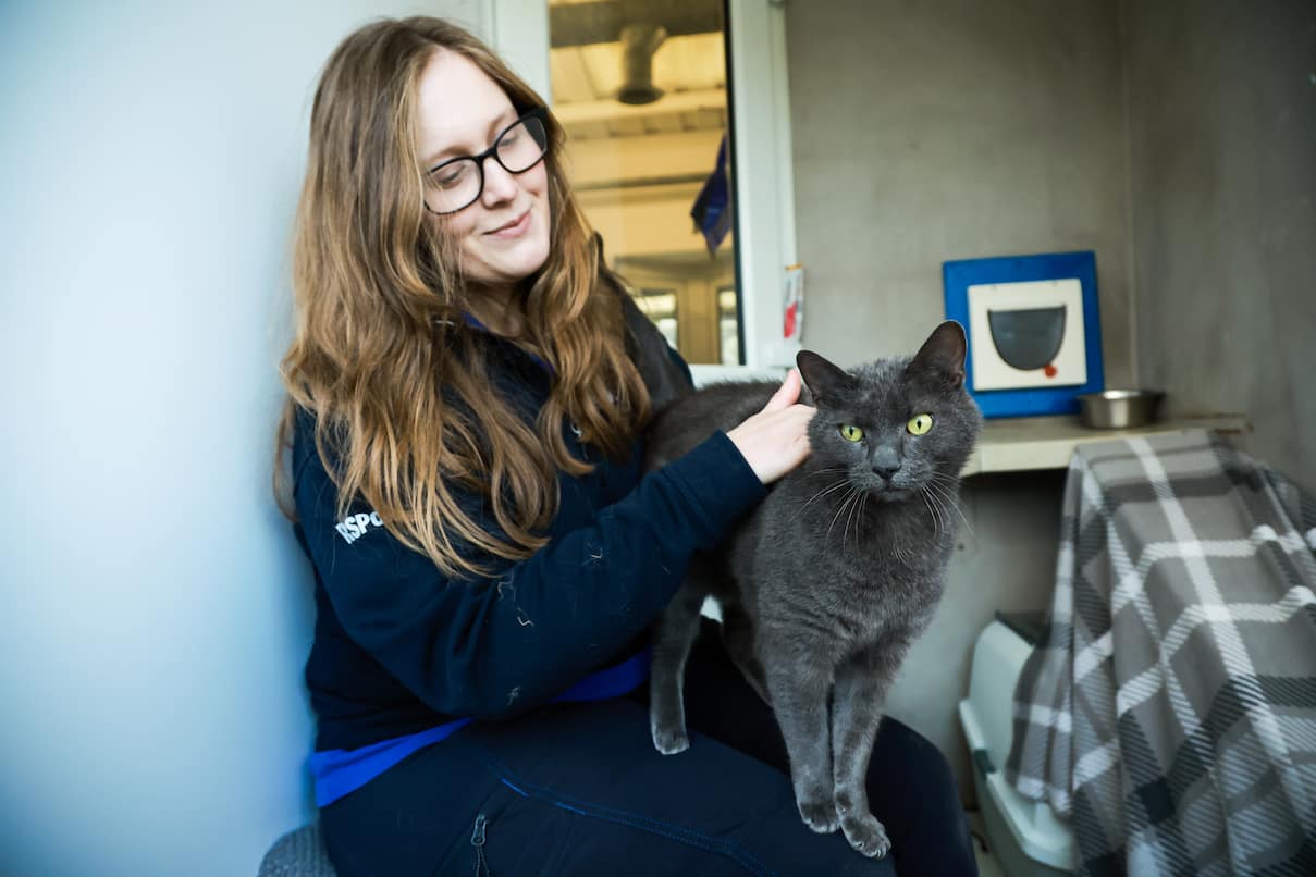 An RSPCA staff member petting a grey cat who is standing on her knee.