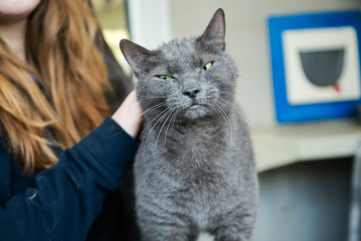 A grey cat being pet by an RSPCA staff member.