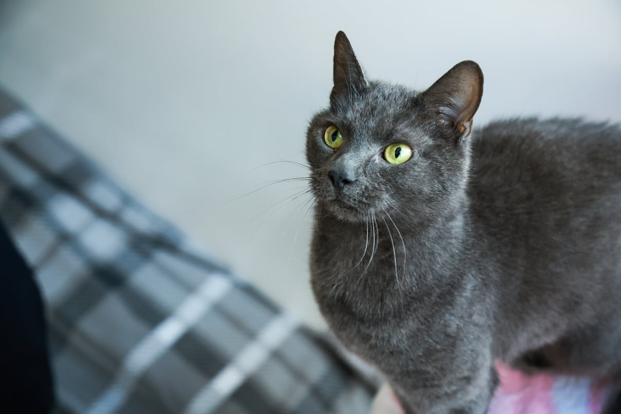 A dark grey cat with yellow eyes looking up at their owner.
