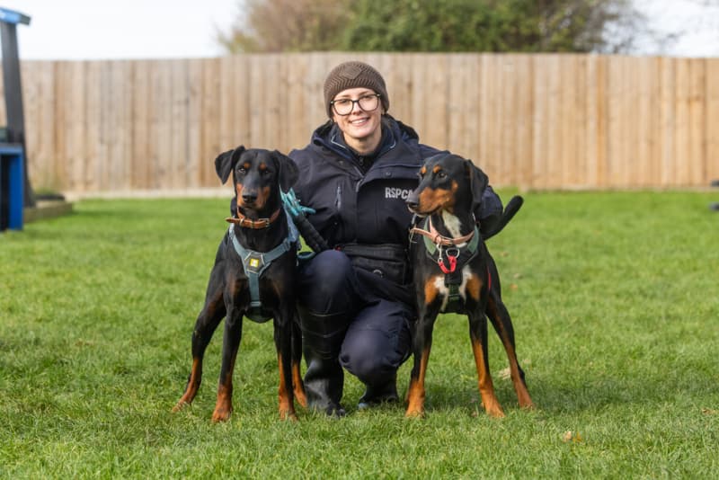 Animal Care Assistan with two Dobermans
