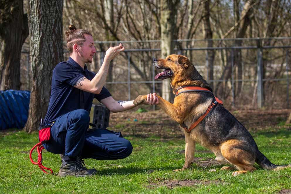 A german shepherd giving a paw to a dog trainer in a field.