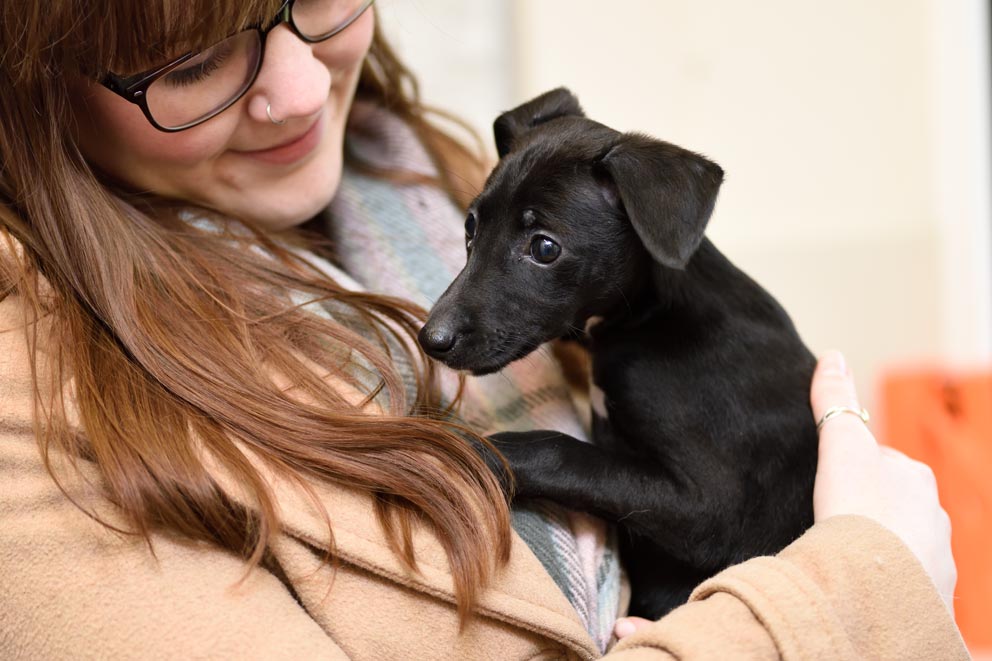 A small black puppy being held by their owner.