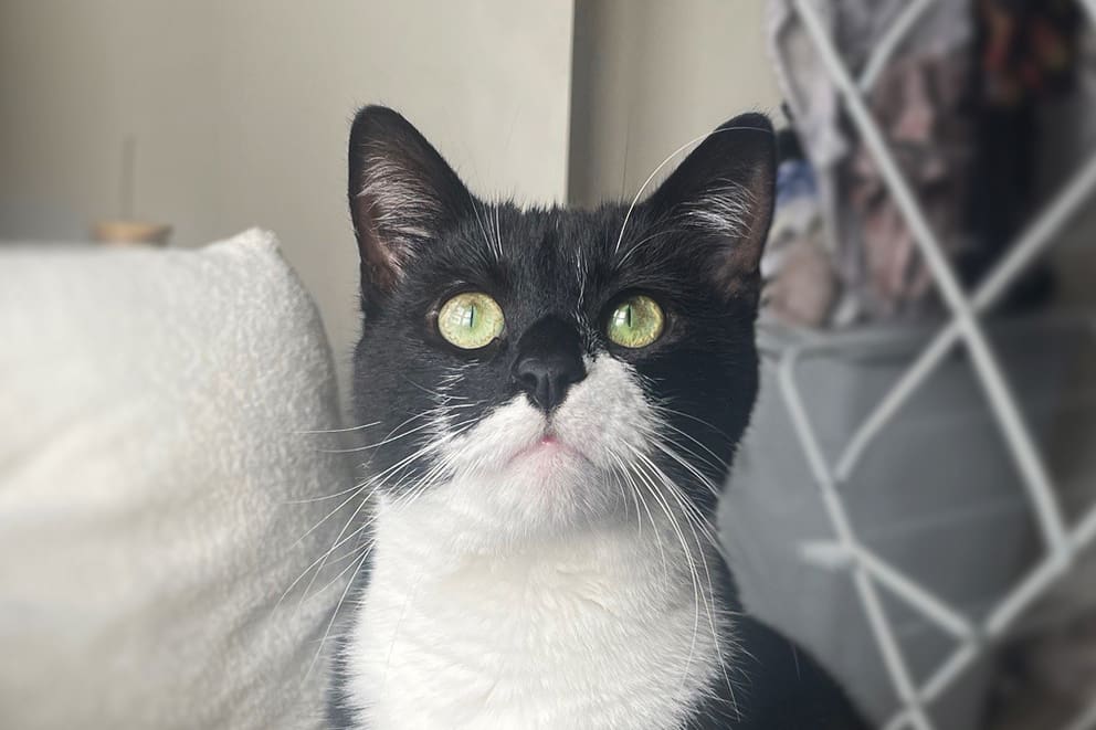A black and white cat with bright green eyes looks attentively upwards.