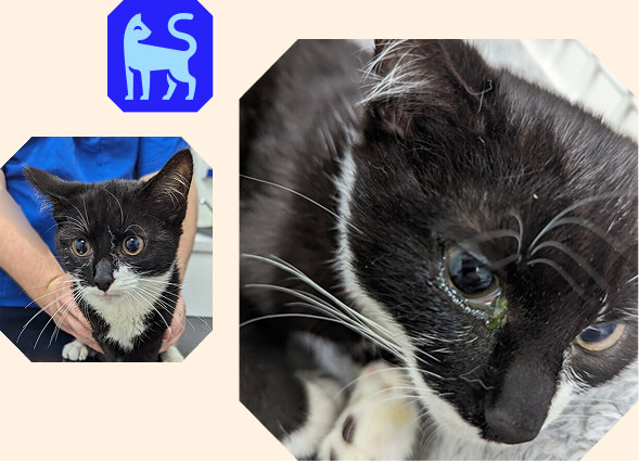 A collage featuring a blue cat logo next to two photos of a black and white cat, highlighting a weeping right eye.