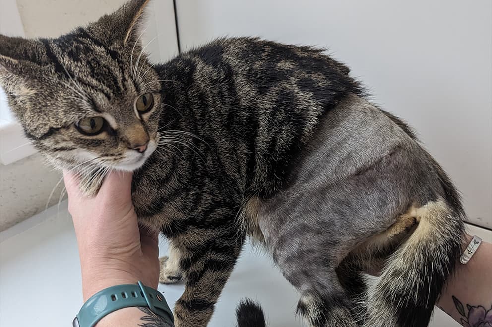 A brown tabby cat stands on a vets table, showing a large shaved area on their side with a healing surgical scar.