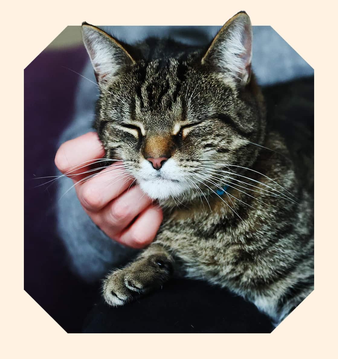 A brown tabby cat closes their eyes contentedly while a person gently scratches their chin.