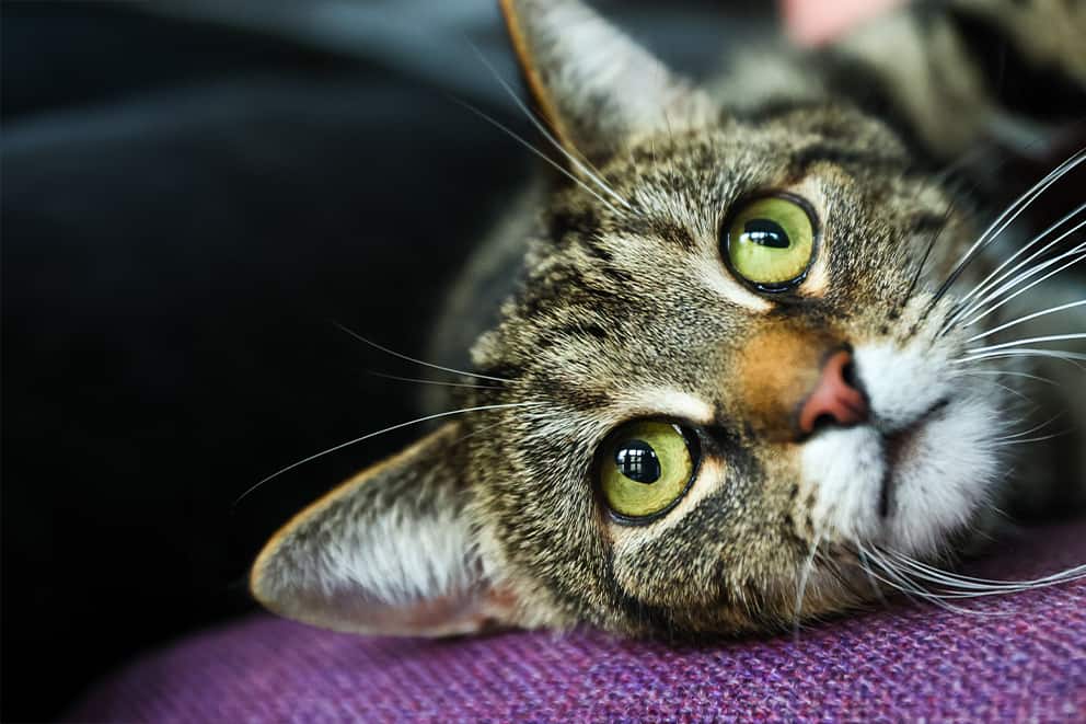 A close-up of a brown tabby cat resting their head on a purple surface while looking upwards.