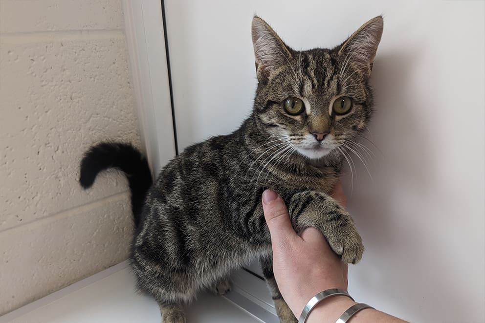 A brown tabby cat stands on a white ledge while a person gently supports their front leg.
