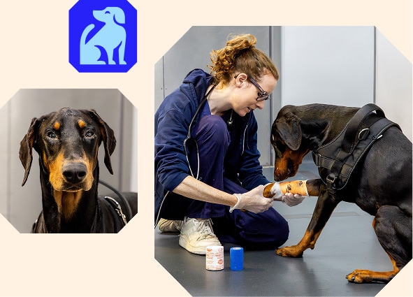 A collage featuring a blue dog logo, a portrait of a doberman and a vet bandaging the same dog's front leg.