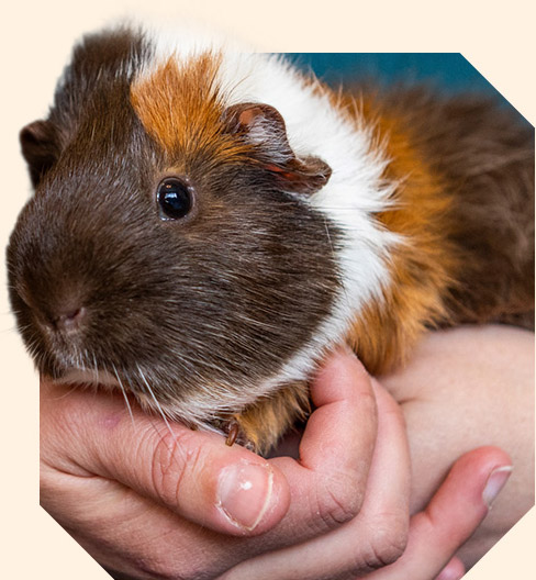 A tri-coloured short-haired guinea pig being handled by their owner.