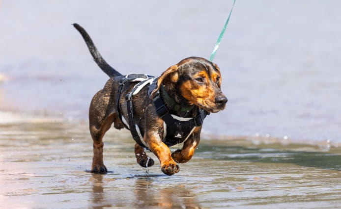 Daschund running on the beach