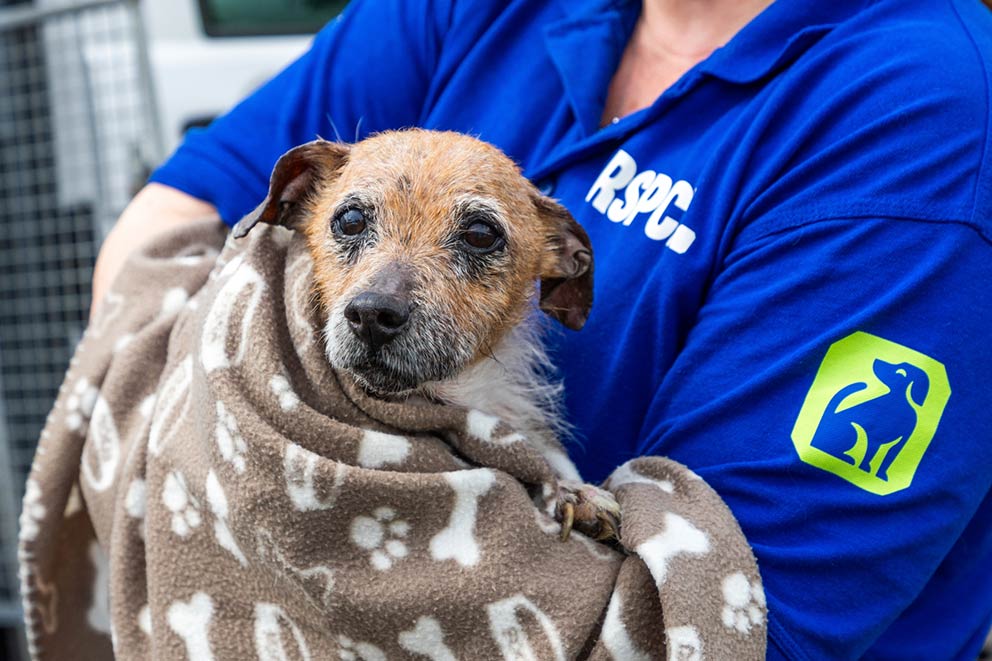 A small, older terrier dog wrapped snugly in a patterned fleece blanket is held by an RSPCA officer.