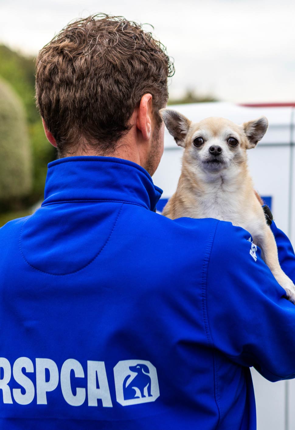 An RSPCA rescue officer holds a small, fawn-coloured Chihuahua over their shoulder.