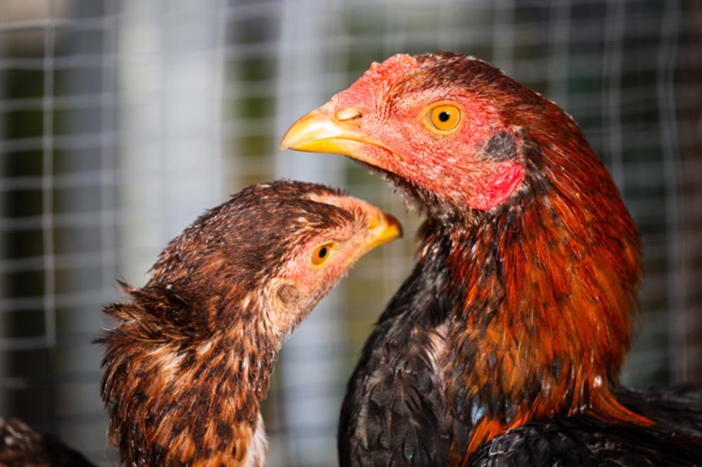 Two cockerels bred for fighting standing inside a wire enclosure.