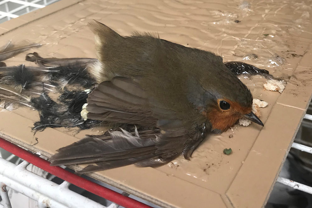 Robin trapped on a glue board surrounded by loose feathers.