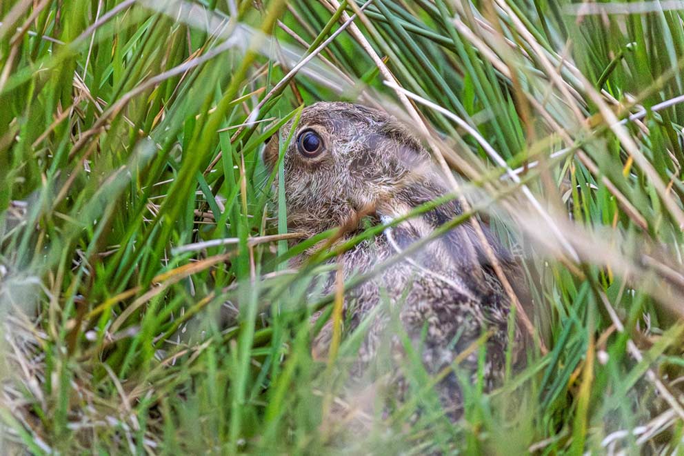 Hare hiding in long grass in the countryside.