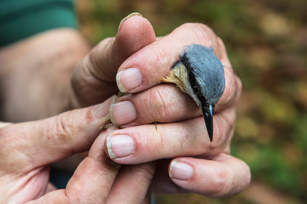 Small wild bird being gently held by a person during wildlife monitoring.