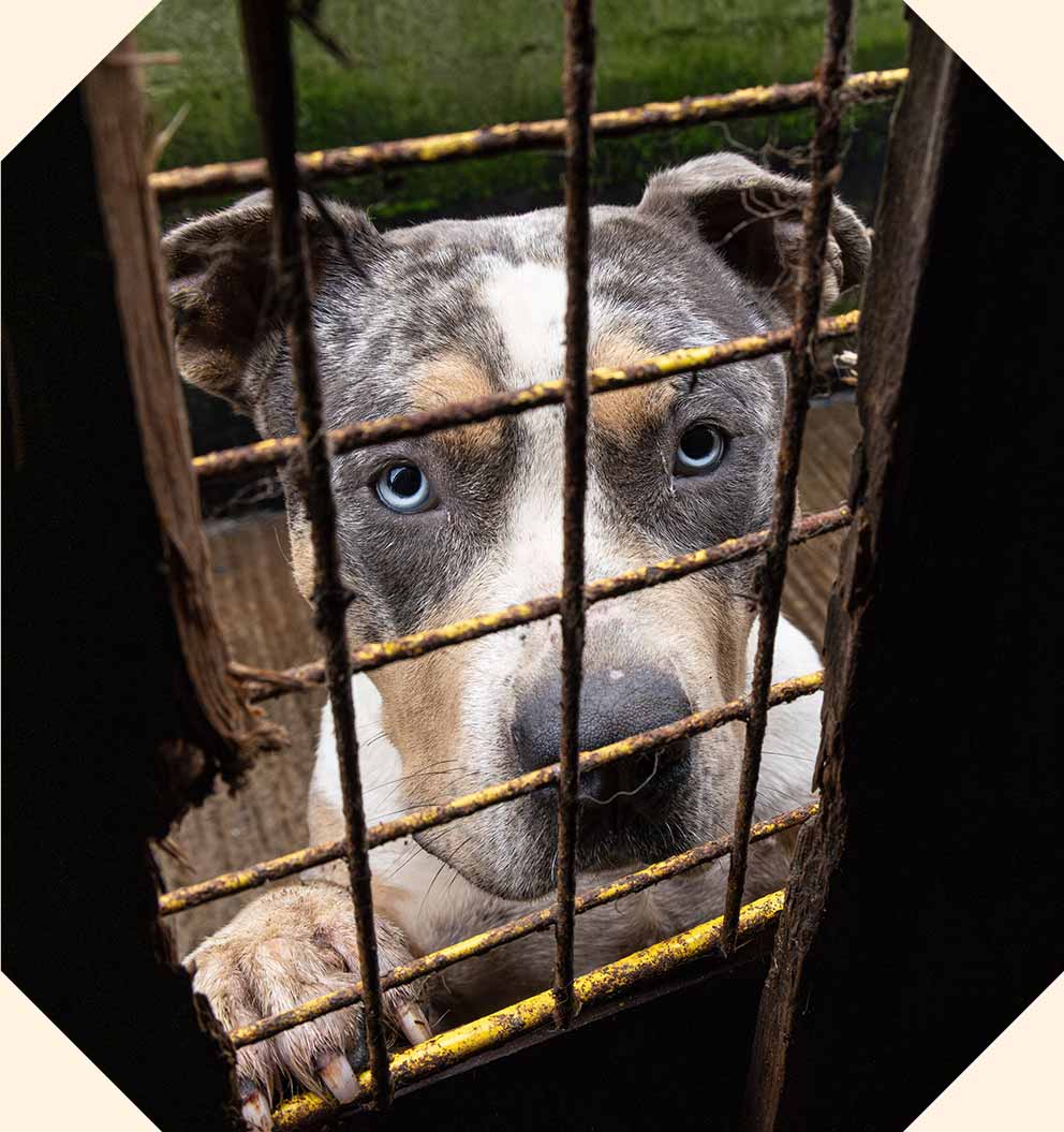 Dog looking through rusted cage bars during a puppy farming investigation.
