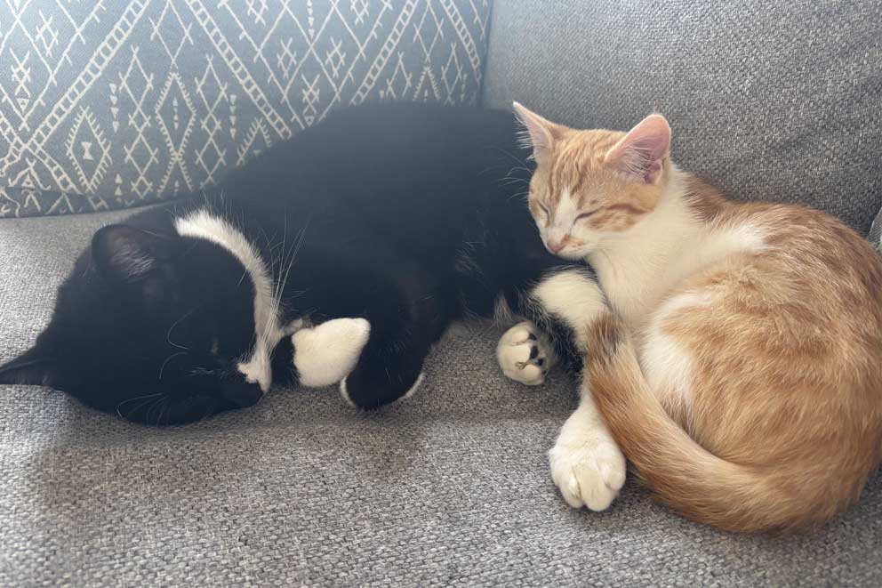 Chester, a black-and-white cat, sleeping beside a ginger cat on a sofa.